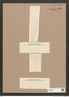 Diatomeae indet. Zeichnungen Sammlung Grunow Nr. 5878 (NHMW-BOT-W0374326)